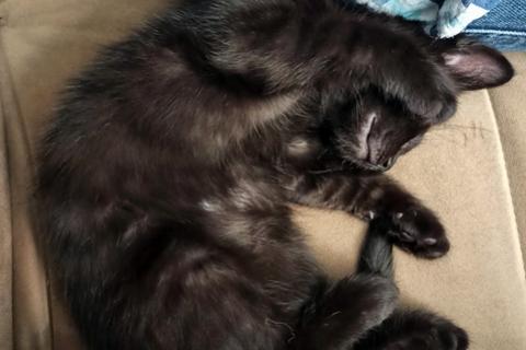 В дар кошку. Черненькое солнышко домашний котенок Черничка в добрые руки. Фото4