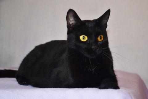 В дар кошку. Необычайной красоты чисто черная кошка Опра в добрые руки. Фото1