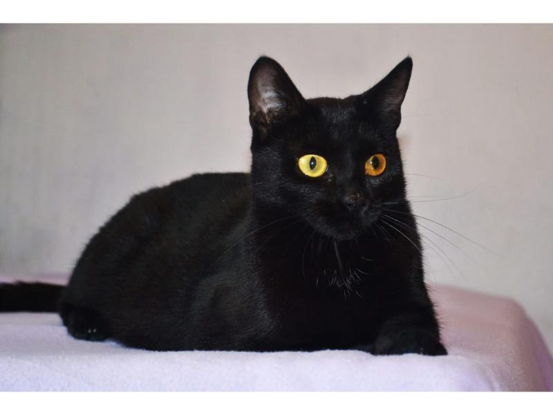 В дар кошку. Необычайной красоты чисто черная кошка Опра в добрые руки