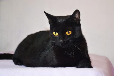 В дар кошку. Необычайной красоты чисто черная кошка Опра в добрые руки. Фото2