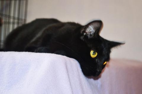 В дар кошку. Необычайной красоты чисто черная кошка Опра в добрые руки. Фото3