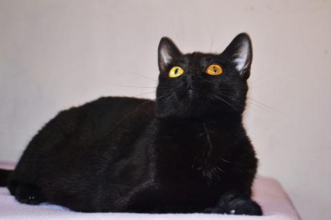 В дар кошку. Необычайной красоты чисто черная кошка Опра в добрые руки. Фото4