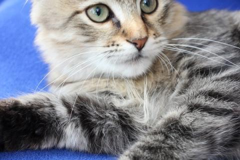 В дар кошку. Ласковый котенок Тоша в добрые руки. Фото1