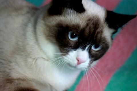 В дар кошку. Роскошный тайский котенок Эдвард в добрые руки. Фото2
