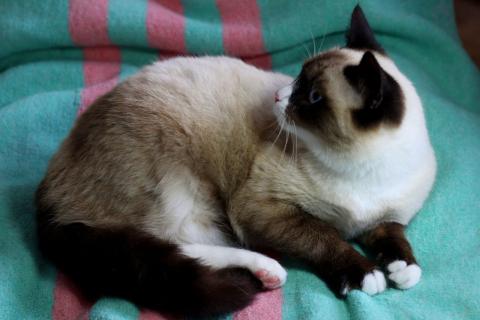 В дар кошку. Роскошный тайский котенок Эдвард в добрые руки. Фото3