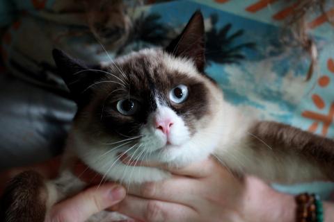 В дар кошку. Роскошный тайский котенок Эдвард в добрые руки. Фото4