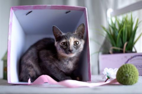 В дар кошку. 3 мес кошечка Одри редкого окраса в добрые руки. Фото4