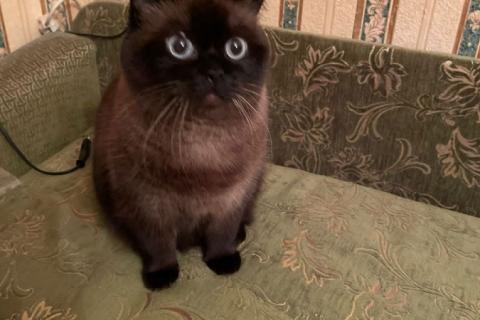 В дар кошку. Сиамская кошка королева Елизавета в добрые руки!. Фото2