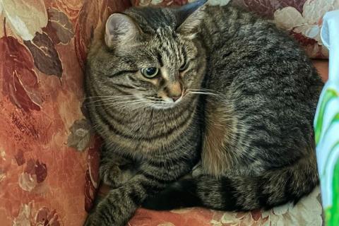 В дар кошку. Бабушкина кошка Варя ищет новый дом!. Фото1