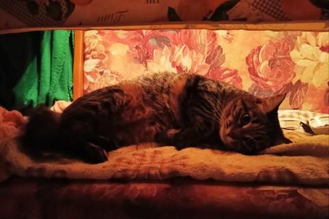 В дар кошку. Бабушкина кошка Варя ищет новый дом!. Фото2