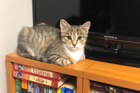 В дар кошку. Ласковая малышка Пуся! Котенок в добрые руки. Фото1