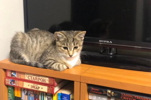 В дар кошку. Ласковая малышка Пуся! Котенок в добрые руки. Фото3