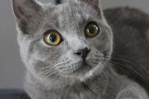 В дар кошку. Милая трогательная кошечка Алиса породы РГ ищет дом. Фото2