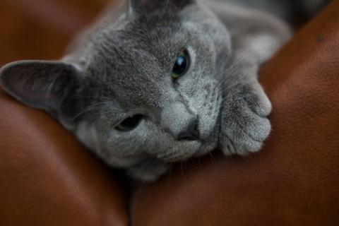 В дар кошку. Милая трогательная кошечка Алиса породы РГ ищет дом. Фото4