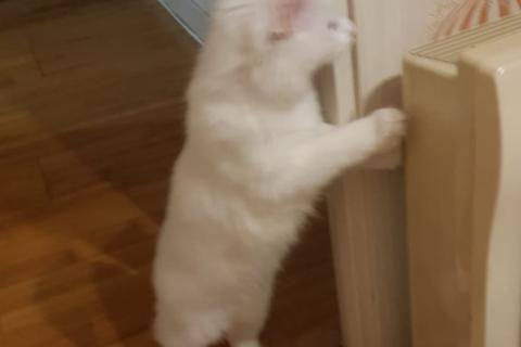 В дар кошку. Белоснежный котенок-мальчик в добрые руки. Фото3