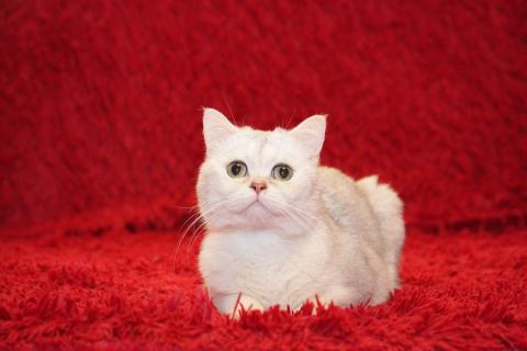В дар кошку. Британский кот Маффин ищет дом!. Фото4
