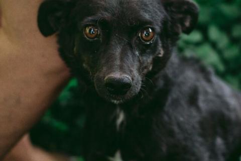 В дар собаку. Маленькая собачка Доли, вес 8 кг, ищет дом!. Фото2