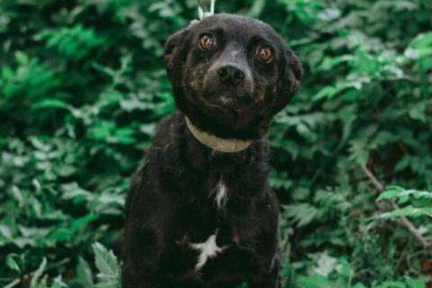 В дар собаку. Маленькая собачка Доли, вес 8 кг, ищет дом!. Фото3