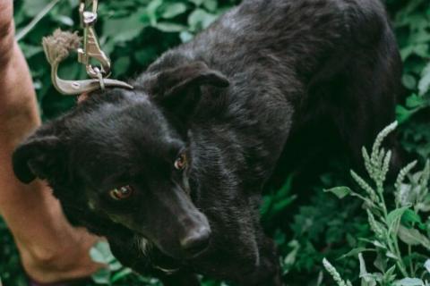 В дар собаку. Маленькая собачка Доли, вес 8 кг, ищет дом!. Фото4