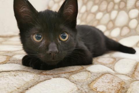 В дар кошку. Черный-черный котенок Томас в добрые руки. Москва и МО. Фото1
