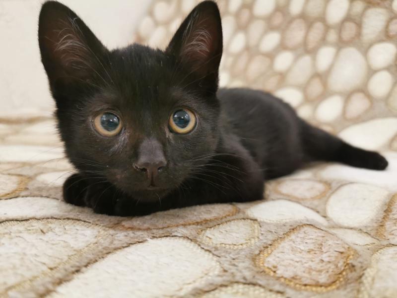 В дар кошку. Черный-черный котенок Томас в добрые руки. Москва и МО