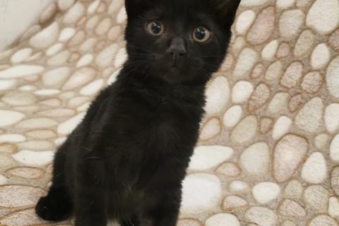 В дар кошку. Черный-черный котенок Томас в добрые руки. Москва и МО. Фото2