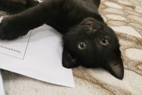 В дар кошку. Черный-черный котенок Томас в добрые руки. Москва и МО. Фото3