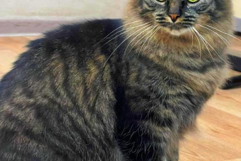 В дар кошку. Сибирская красавица-кошка Плюша в добрые руки. Фото3