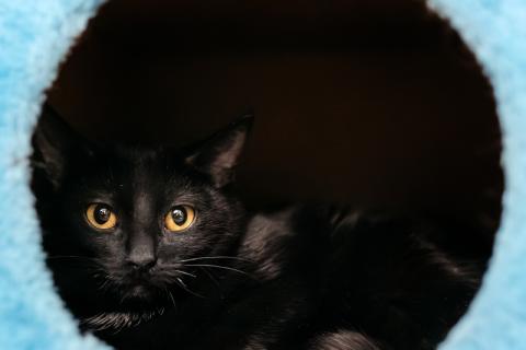 В дар кошку. Черный золотоглазый котенок Юна в добрые руки. Фото2