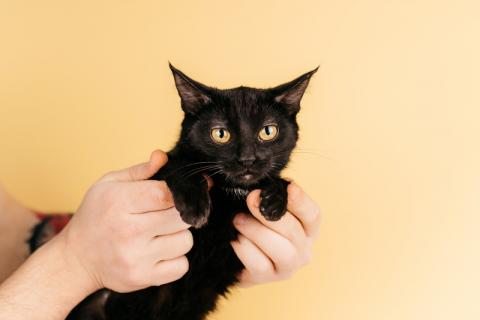 В дар кошку. Черный золотоглазый котенок Юна в добрые руки. Фото4