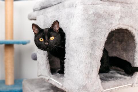 В дар кошку. Черный молодой котейка подросток Черныш ищет дом. Фото1