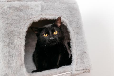 В дар кошку. Черный молодой котейка подросток Черныш ищет дом. Фото2