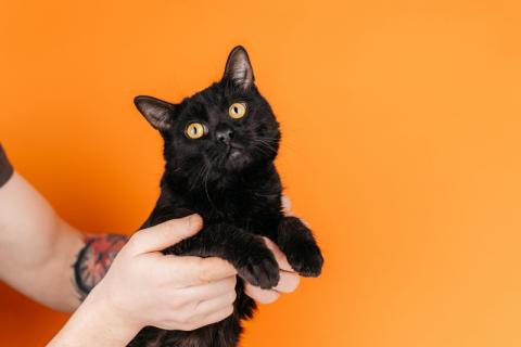 В дар кошку. Черный молодой котейка подросток Черныш ищет дом. Фото3