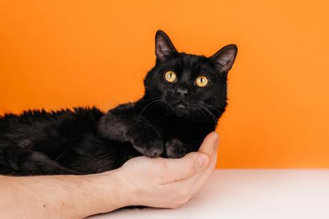 В дар кошку. Черный молодой котейка подросток Черныш ищет дом. Фото4