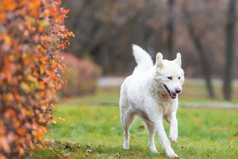 В дар собаку. Белая красавица собака Белка в добрые руки. Фото3