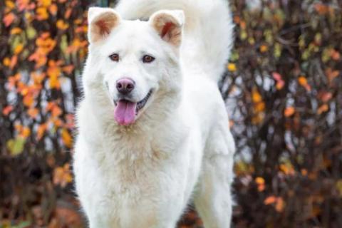 В дар собаку. Белая красавица собака Белка в добрые руки. Фото4