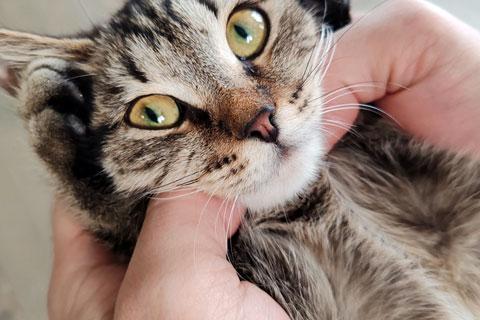 В дар кошку. Красавец Вуди, добрейший полосатый котенок в добрые руки. Фото3