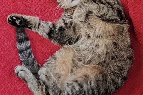 В дар кошку. Красавец Вуди, добрейший полосатый котенок в добрые руки. Фото4