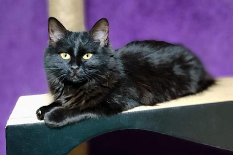 В дар кошку. Черное чудо Клякса, ласковая домашняя кошечка-подросток в добрые . Фото1