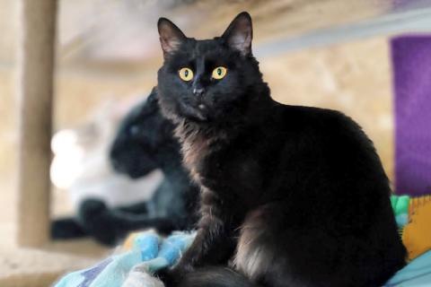 В дар кошку. Черное чудо Клякса, ласковая домашняя кошечка-подросток в добрые . Фото2