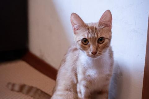 В дар кошку. Рыжая красотка кошка-подросток Лилу в добрые руки. Москва и МО. Фото3