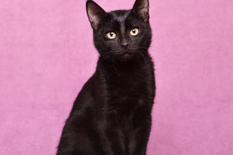 В дар кошку. Котенок черный Степа в добрые руки. Фото1