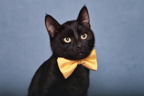 В дар кошку. Котенок черный Степа в добрые руки. Фото2