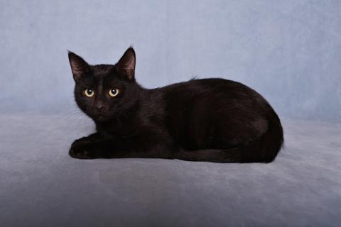 В дар кошку. Котенок черный Степа в добрые руки. Фото3