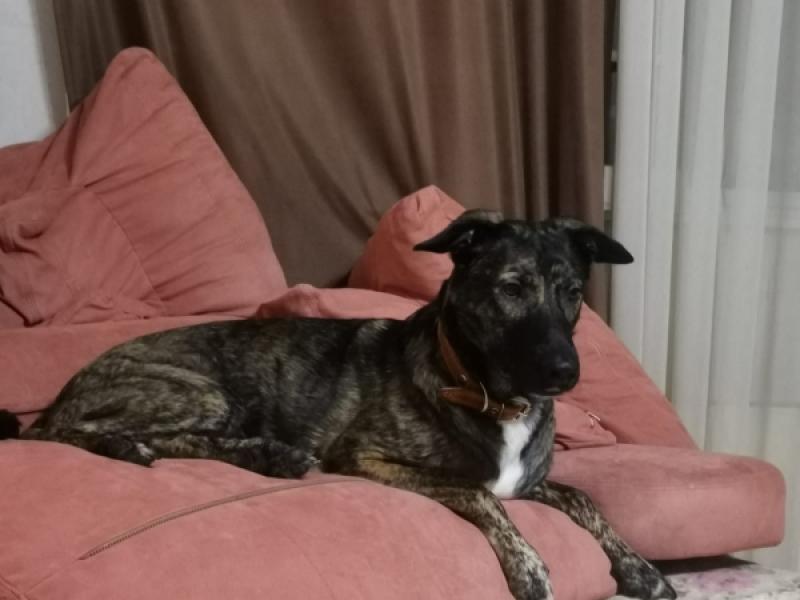 В дар собаку