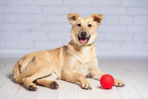 В дар собаку. Рыжий щенок — метис лабрадора Симба в добрые руки. Фото3