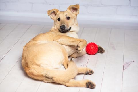 В дар собаку. Рыжий щенок — метис лабрадора Симба в добрые руки. Фото4
