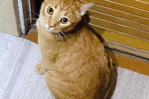 В дар кошку. Рыжее солнышко Арсений, чудесный домашний котик в добрые руки. Фото2