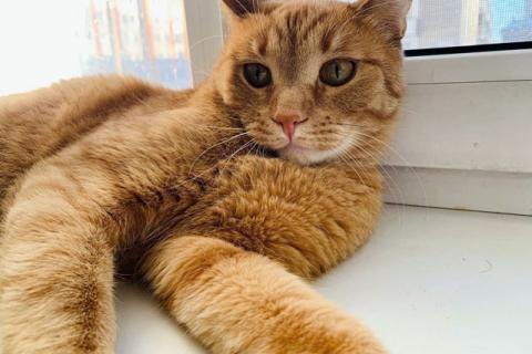 В дар кошку. Рыжее солнышко Арсений, чудесный домашний котик в добрые руки. Фото4