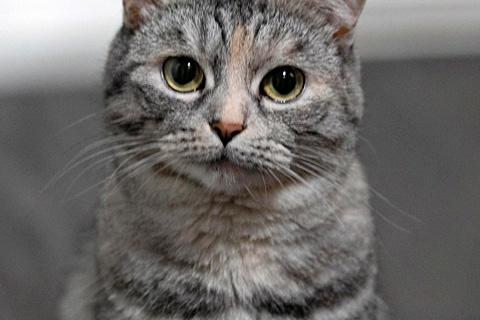 В дар кошку. Добрая домашняя кошечка Дымка, метис шотландской кошки в дар. Фото3